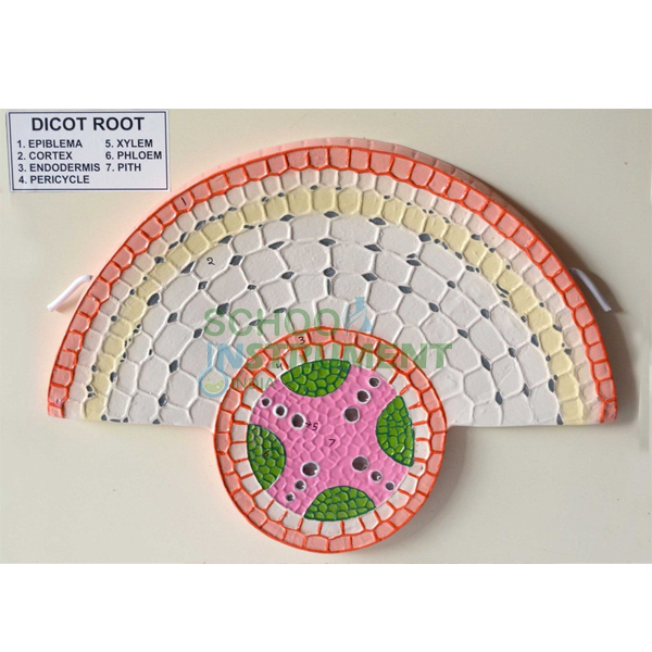 Model, T. S. Dicot Root
